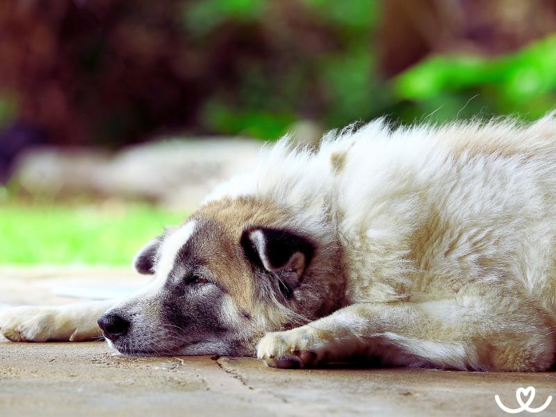 Plemeno-thai-bangkaew-dog (12)